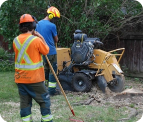 Workers operating wood chipper machine